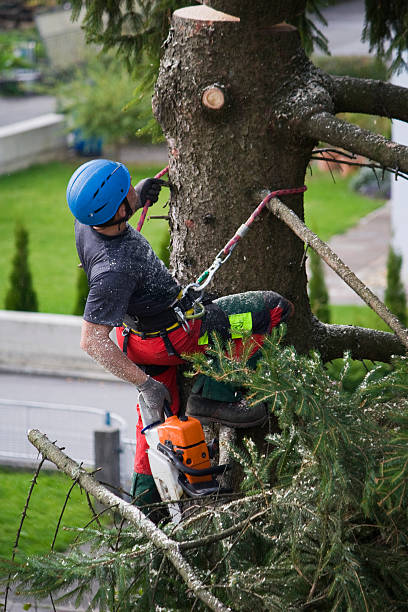 How Our Tree Care Process Works  in  Wells Branch, TX