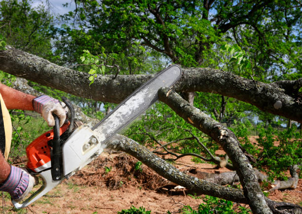 Best Tree and Shrub Care  in Wells Branch, TX