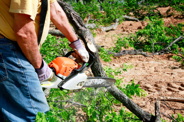 Best Tree Disease Treatment  in Wells Branch, TX